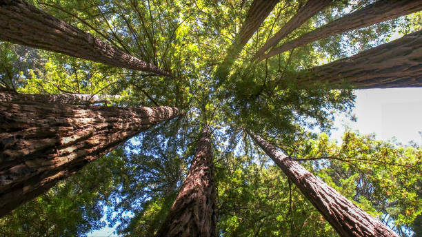 Best Emergency Storm Tree Removal  in Lakewood, WA